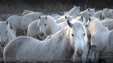 03-Camargue , chevaux_1094711