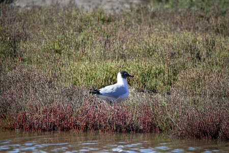 03-Camargue , Mouette_MG_8690