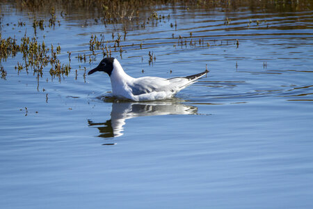 03-Camargue , Mouette_MG_9042