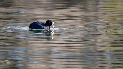 09-02-25 Grebes et foulques , _MG_4221