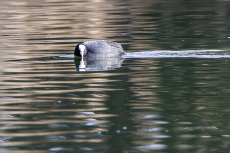 09-02-25 Grebes et foulques , _MG_4224