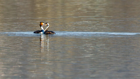 09-02-25 Grebes et foulques , _MG_4228