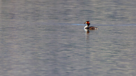 09-02-25 Grebes et foulques , _MG_4237