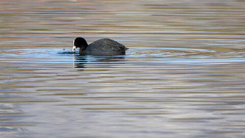 09-02-25 Grebes et foulques , _MG_4238