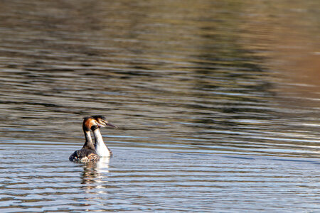 09-02-25 Grebes et foulques , _MG_4262