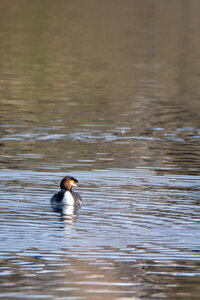 09-02-25 Grebes et foulques , _MG_4266