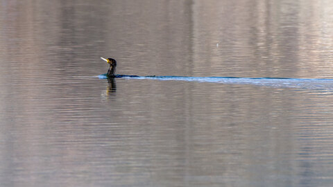 09-02-25 Grebes et foulques , _MG_4271