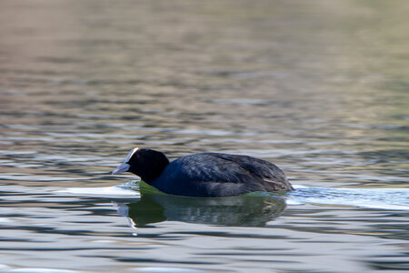 09-02-25 Grebes et foulques , _MG_4284