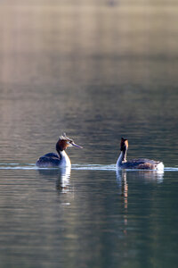 09-02-25 Grebes et foulques , _MG_4288