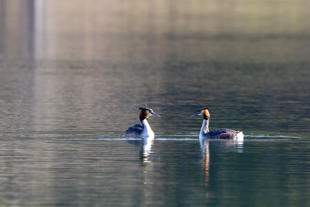 09-02-25 Grebes et foulques , _MG_4289