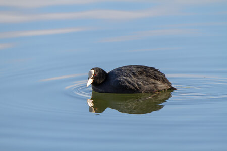 09-02-25 Grebes et foulques , _MG_4307