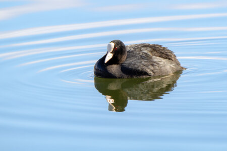 09-02-25 Grebes et foulques , _MG_4308