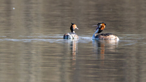 09-02-25 Grebes et foulques , _MG_4320