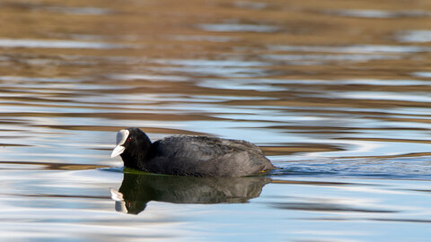 09-02-25 Grebes et foulques , _MG_4326