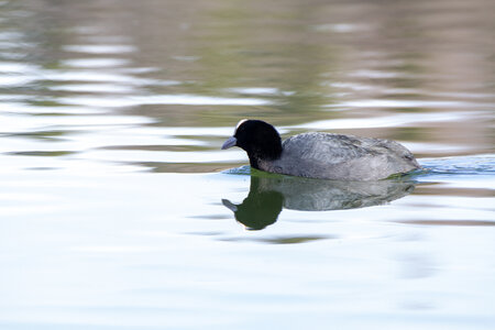 09-02-25 Grebes et foulques , _MG_4330