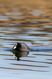 09-02-25 Grebes et foulques , _MG_4333