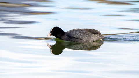 09-02-25 Grebes et foulques , _MG_4337