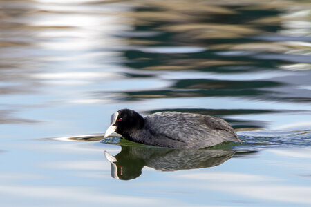 09-02-25 Grebes et foulques , _MG_4338