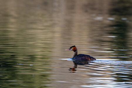 09-02-25 Grebes et foulques , _MG_4357