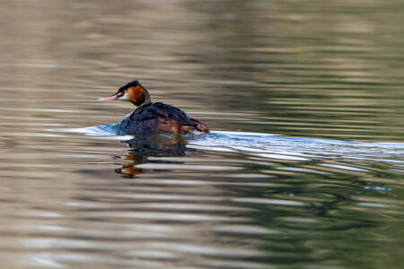 09-02-25 Grebes et foulques , _MG_4359