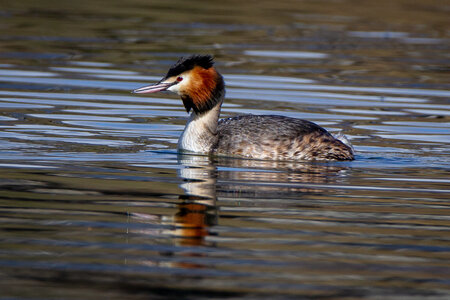 09-02-25 Grebes et foulques , _MG_4365