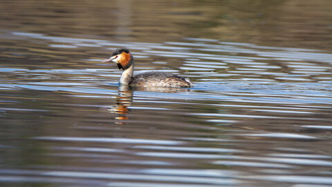 09-02-25 Grebes et foulques , _MG_4368