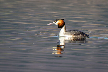 09-02-25 Grebes et foulques , _MG_4370