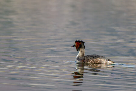 09-02-25 Grebes et foulques , _MG_4374