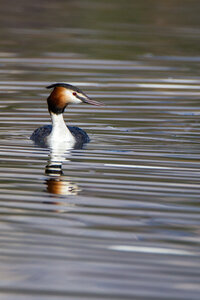 09-02-25 Grebes et foulques , _MG_4380