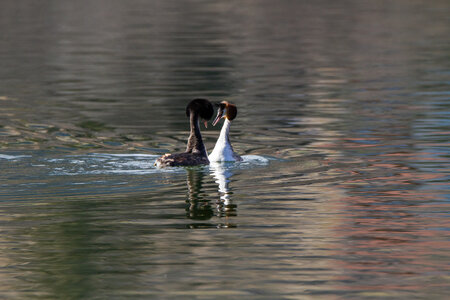 09-02-25 Grebes et foulques , _MG_4399