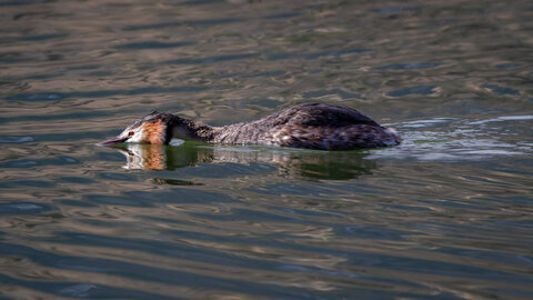 09-02-25 Grebes et foulques , _MG_4411