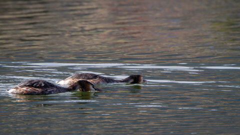 09-02-25 Grebes et foulques , _MG_4414