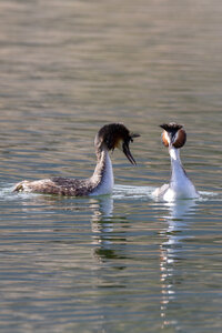 09-02-25 Grebes et foulques , _MG_4421