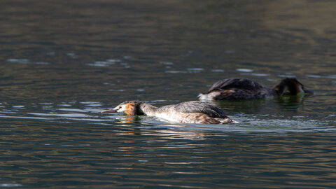 09-02-25 Grebes et foulques , _MG_4429