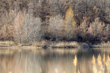 09-02-25 Grebes et foulques , _MG_4468