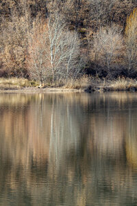 09-02-25 Grebes et foulques , _MG_4471