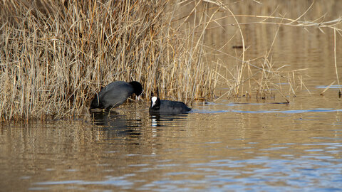 09-02-25 Grebes et foulques , _MG_4485