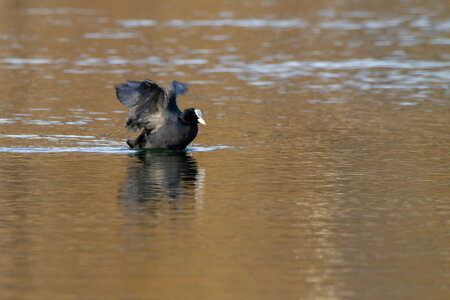 09-02-25 Grebes et foulques , _MG_4532