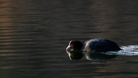 09-02-25 Grebes et foulques , _MG_4550