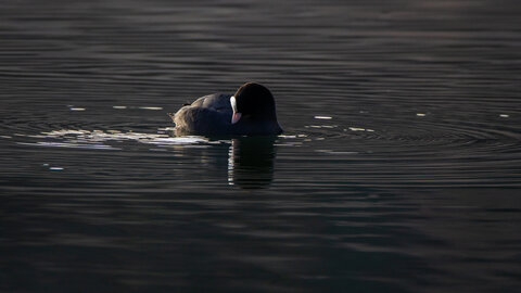 09-02-25 Grebes et foulques , _MG_4565