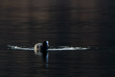 09-02-25 Grebes et foulques , _MG_4576