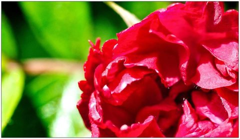 Roses, Rose_14