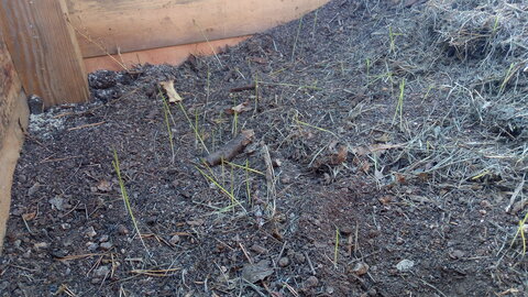 Lavernois vivrier 01 : mes premiers bacs potagers, Voilà que je constate que de l’herbe pousse dans mon bac… Je ne sais dire si c’est une bonne ou une mauvaise chose…